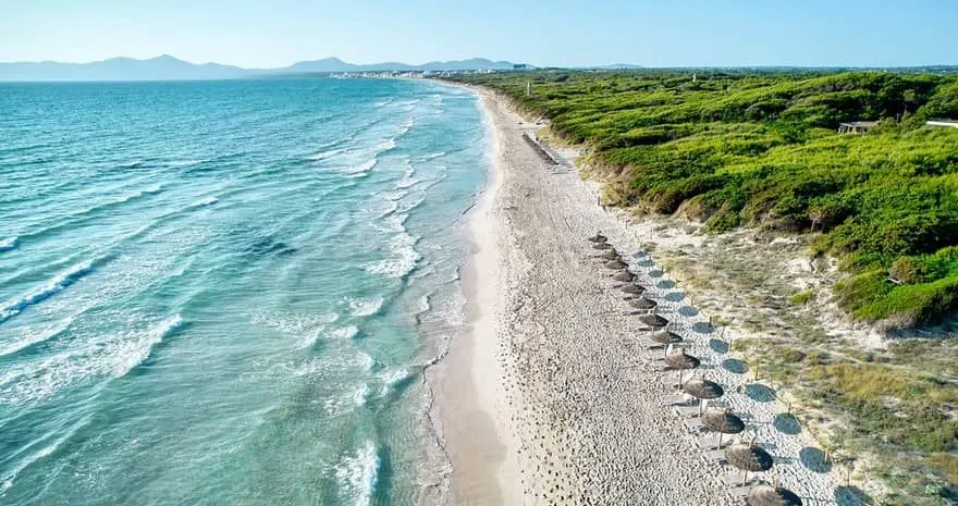 Vista aérea de la Playa de Muro con sombrillas de paja y vegetación de dunas en el norte de Mallorca